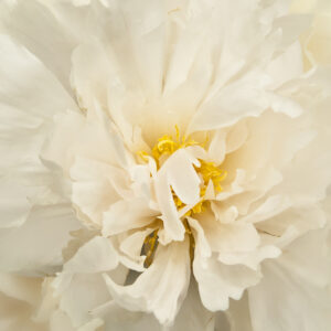 Bashful Peony