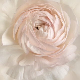 Blushing Bride I