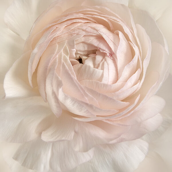 Blushing Bride