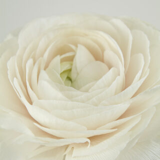 Blushing Bride II