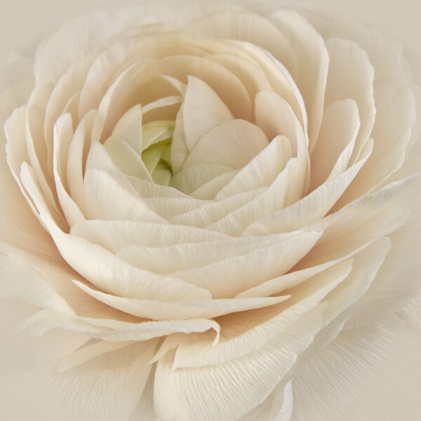 Blushing Bride III