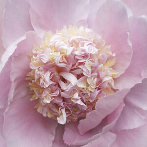 Blushing Peony