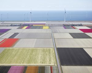 Tulips and Turbines 02