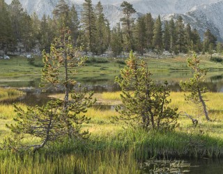 Backlit Trees, Pond, Yosemite