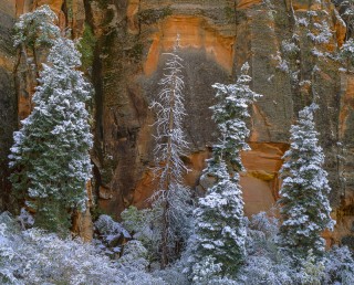 First Snow, Trees, Zion National Park