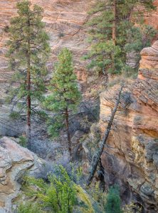 Four Trees, One Snag