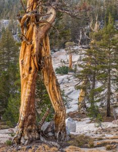 Split Snag near Vogelsang
