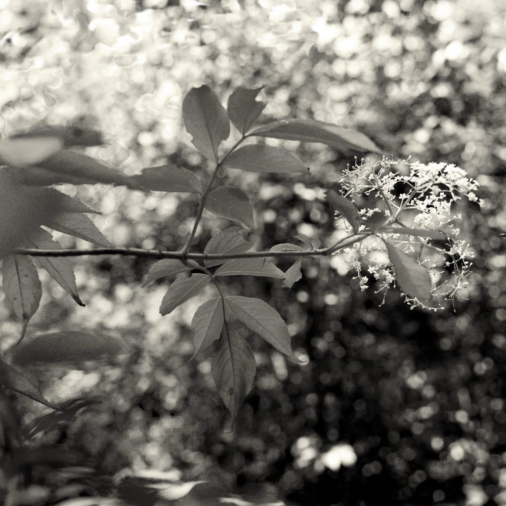 Elderflower, Kentucky