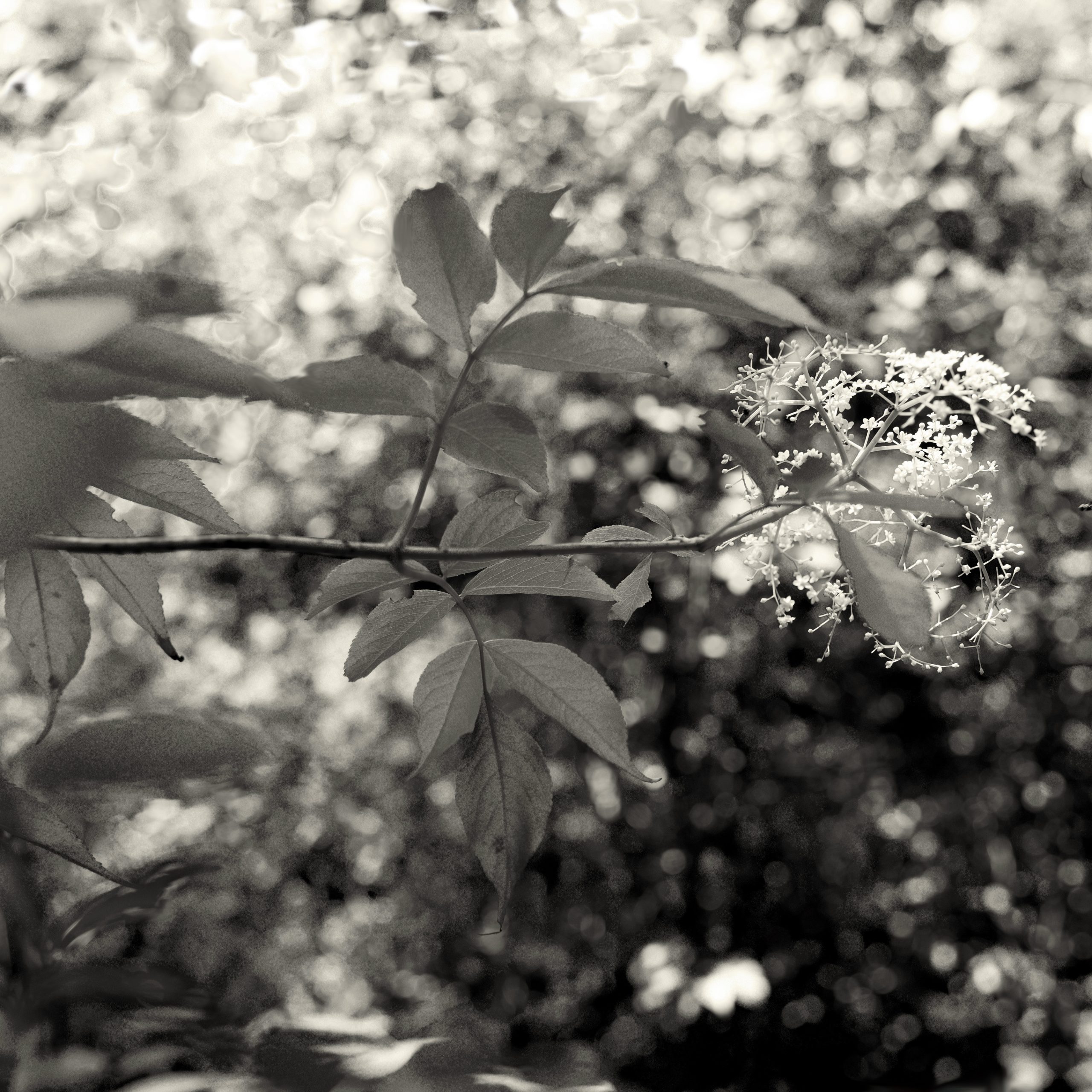 Elderflower, Kentucky