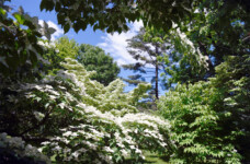 Kousa Garden