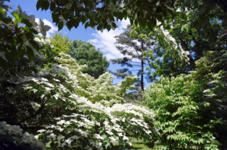 Kousa Garden