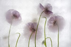 Color Ice Form 247 – 2