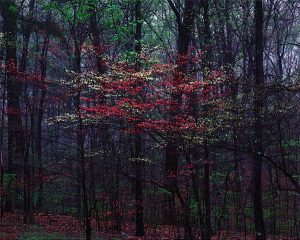 Pink and White Dogwoods, Bernheim Forest, Kentucky