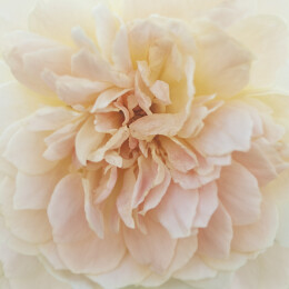 Celelstial Rose