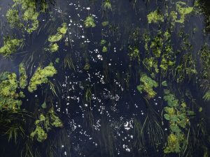 Chalk Streams 4