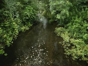 Chalk Streams 5