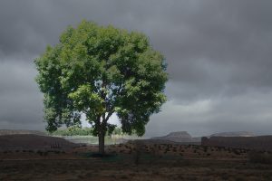 Contemplation by the River