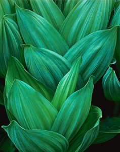 Corn Lilies, Summit Meadow, Yosemite