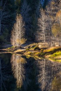 Cottonwoods Reflected, Merced River, Yosemite National Park
