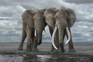 Two Elephants Drinking, Amboseli, Kenya