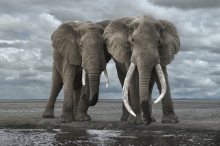 Two Elephants Drinking, Amboseli, Kenya