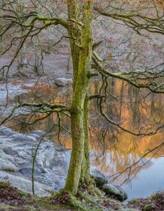 Tree, Frosty Morning, Derwentwater, England