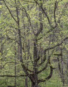 Large Oak near Oconaluftee, Great Smoky Mountains