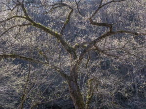 Backlit Tree, near Tremont, Great Smoky Mountains