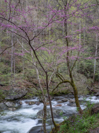 Redbud and Little River, Great Smoky Mountain