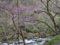 Redbud, Spring, Along Little River Creek, Great Smoky Mountains