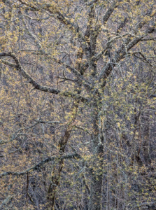 Freshly Budded Leaves and Trees, Blue Ridge Parkway