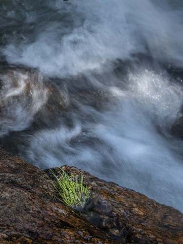 Tuft of Grass and Creek, Wind River Range, Wyoming