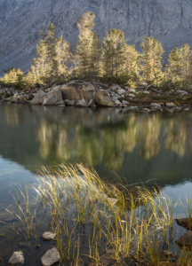 Backlit Trees and Grasses, Pond, Eastern Sierra