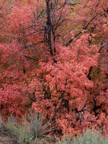 Maples and Succulents, Fall, Zion, Utah