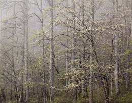Dogwood, Morning Fog, Smoky Mountains