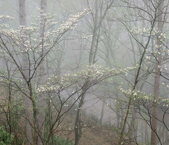 Dogwood In Fog, Red River Gorge, Kentucky