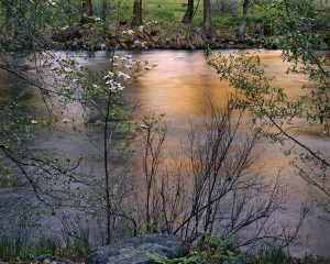 Dogwood Spring, Merced River, Yosemite