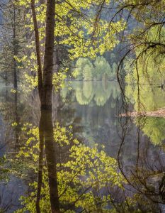 Flooded Meadow, Yosemite