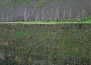 Dead Trees, Black Creek Canyon, Idaho
