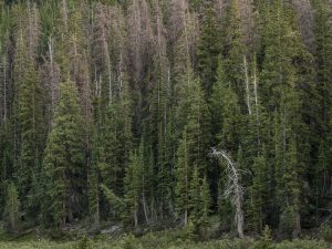 Bent Snag, River Range, Wyoming