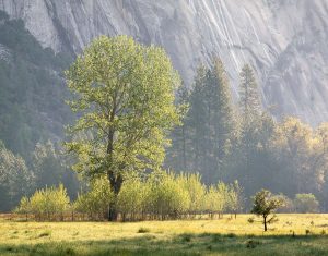 Spring Morning, Ahwahnee Meadow, Yosemite