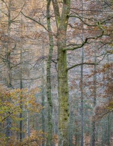 Two Trees, Autumn, near Derwentwater, England