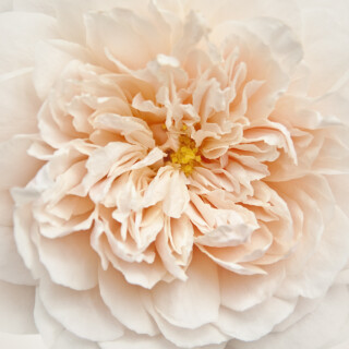 Cupcake Rose