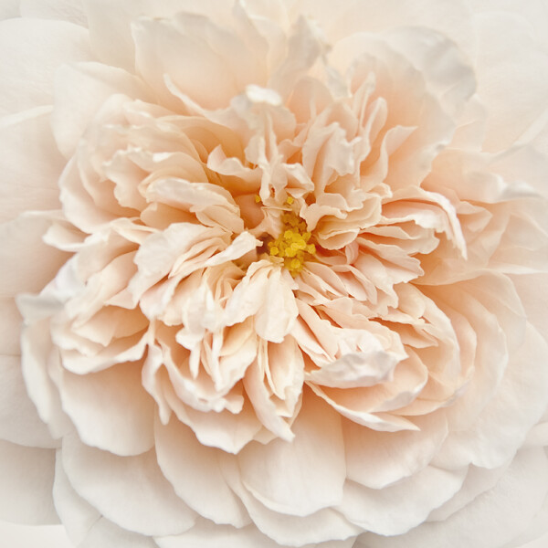 Cupcake Rose