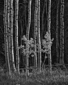 Two Aspens