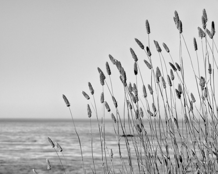 Sea Grasses No. 2