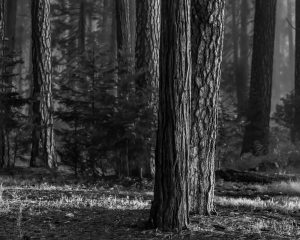 Evening Light, Yosemite National Park