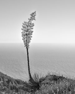Big Sur Yucca Blossom