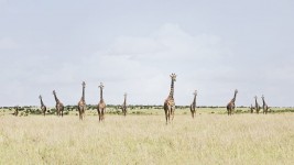 Twelve Giraffes, Maasai Mara