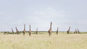 Twelve Giraffes, Maasai Mara
